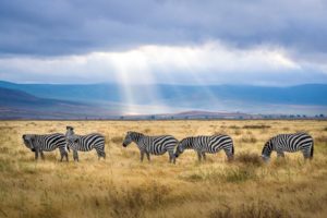 Tanzania Safari: Special Places To See - Trade Travel Journal